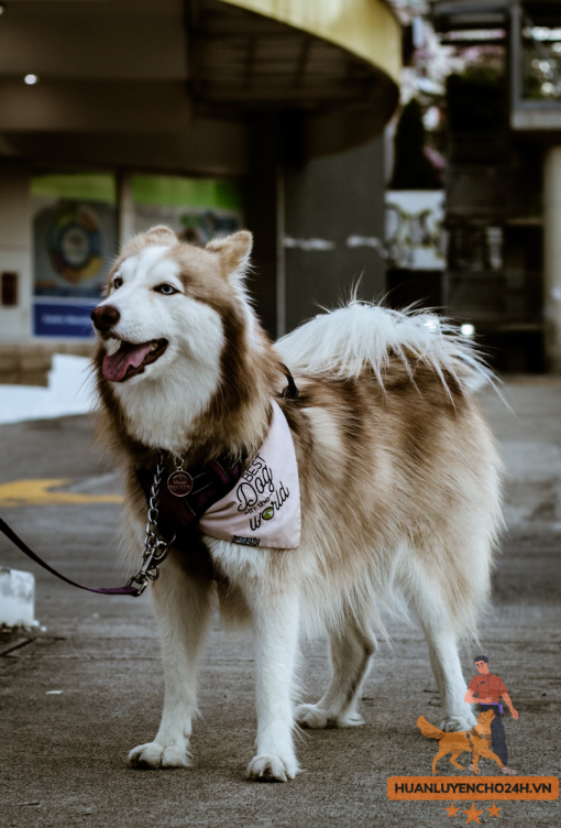 Huấn luyện chó alaska