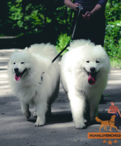 Huấn luyện Chó Samoyed