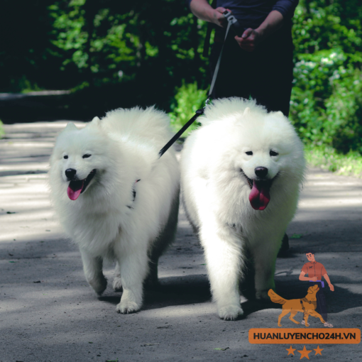 Huấn luyện Chó Samoyed