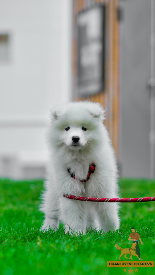 Huấn luyện Chó Samoyed