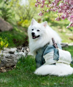 Huấn luyện Chó Samoyed