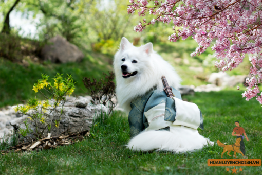 Huấn luyện Chó Samoyed