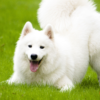 Cách Huấn luyện Chó Samoyed