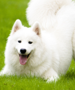 Cách Huấn luyện Chó Samoyed