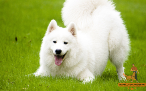 Cách Huấn luyện Chó Samoyed