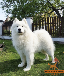 Huấn luyện Chó Samoyed