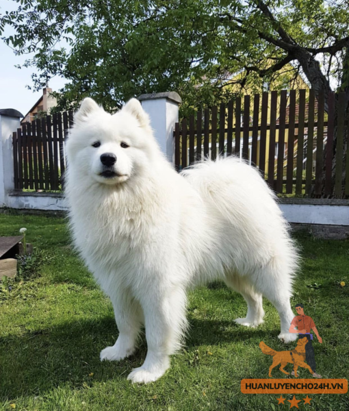 Huấn luyện Chó Samoyed