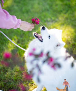 Huấn luyện Chó Samoyed