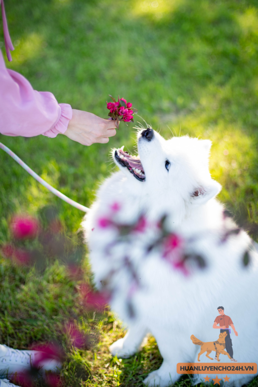 Huấn luyện Chó Samoyed