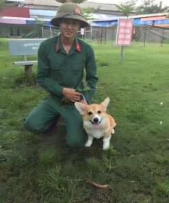 Huấn Luyện Chó Corgi