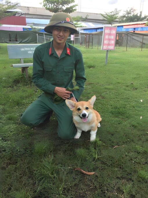 Huấn Luyện Chó Corgi