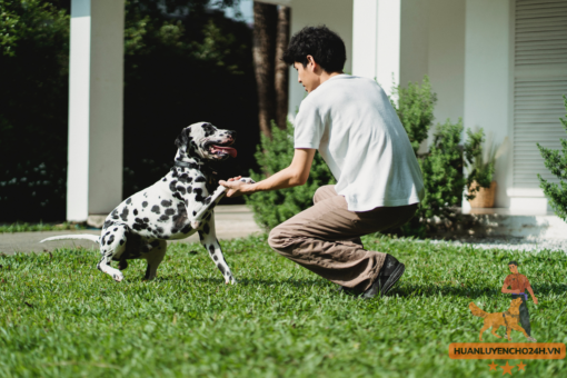 Huấn Luyện Chó Đốm