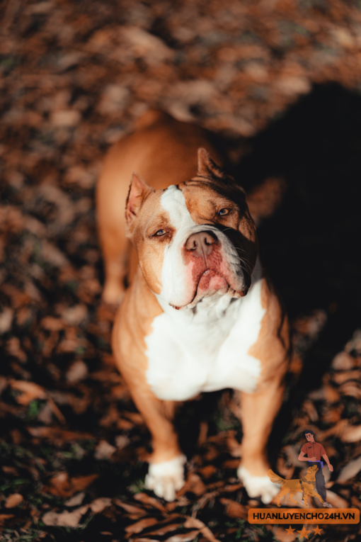 Huấn Luyện Chó Bully