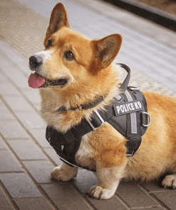 huấn luyện chó corgi