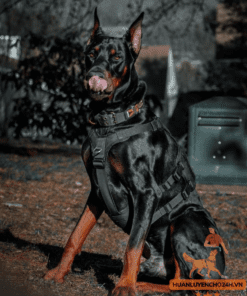 huấn luyện doberman