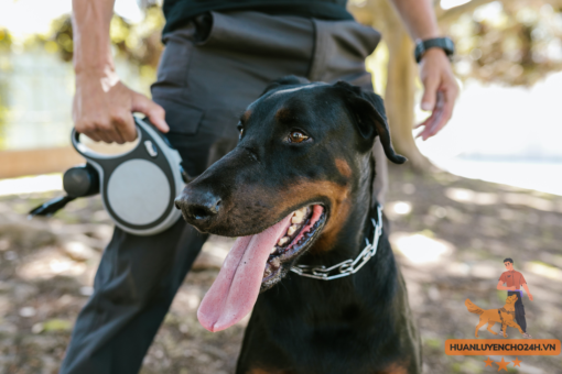 huấn luyện doberman