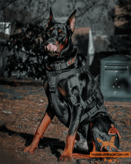 huấn luyện doberman