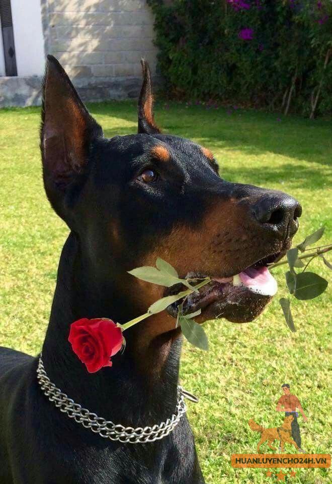 Huấn luyện chó doberman tặng hoa