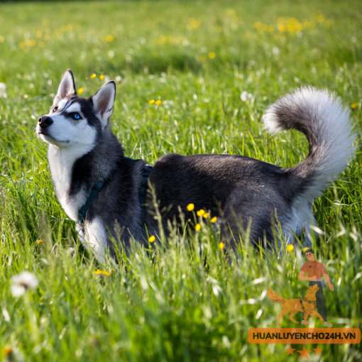 huấn Luyện chó Husky