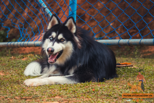 huấn Luyện chó Husky