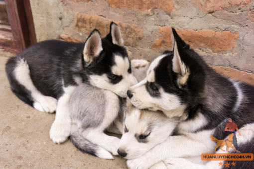 huấn Luyện chó Husky con