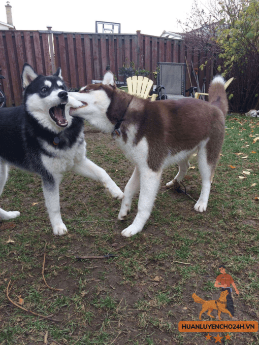 huấn Luyện chó Husky