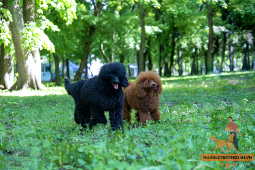 huấn luyện chó poodle