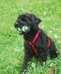 huấn luyện chó poodle