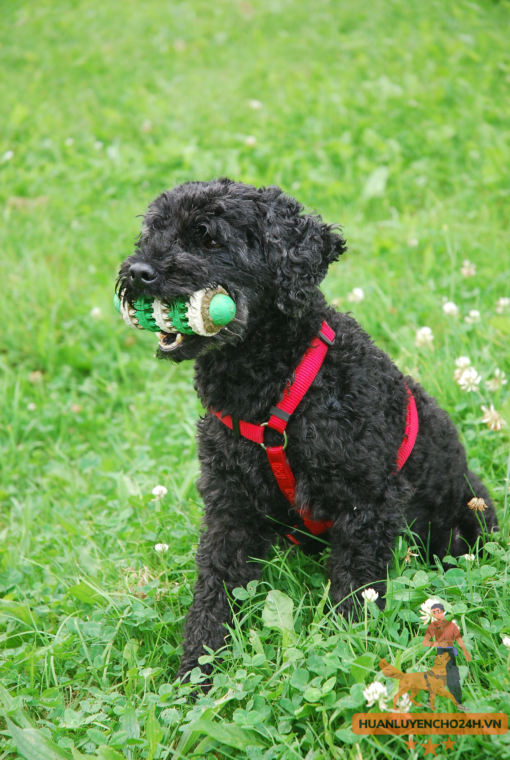 huấn luyện chó poodle