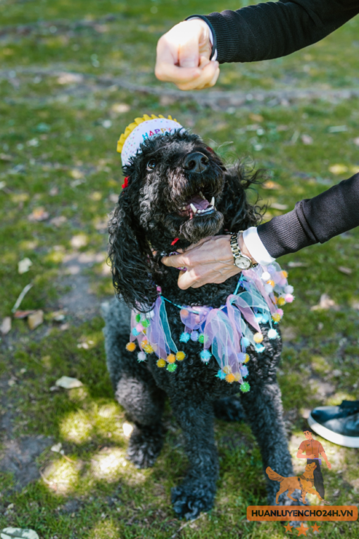 huấn luyện chó poodle