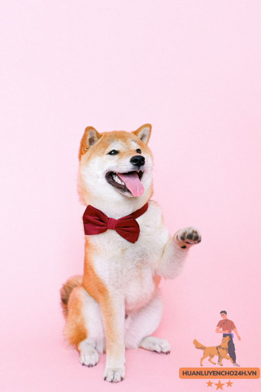 Huấn luyện chó Shiba Inu