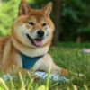 Huấn luyện chó Shiba Inu