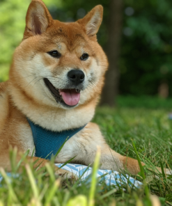 Huấn luyện chó Shiba Inu