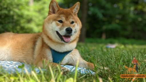 Huấn luyện chó Shiba Inu