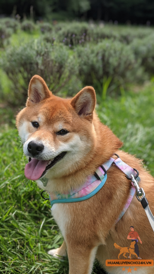 huấn luyện chó Shiba