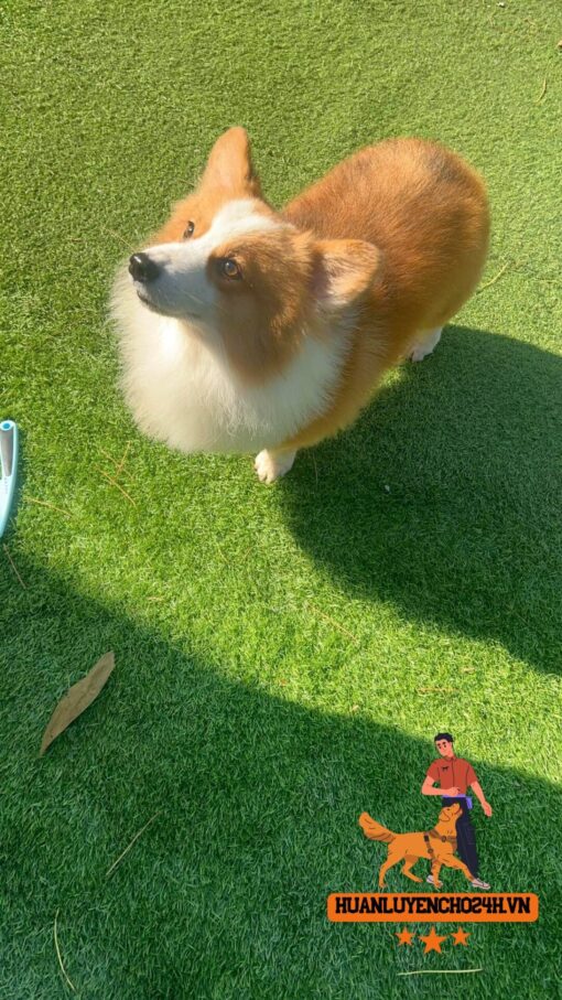 Huấn luyện chó corgi