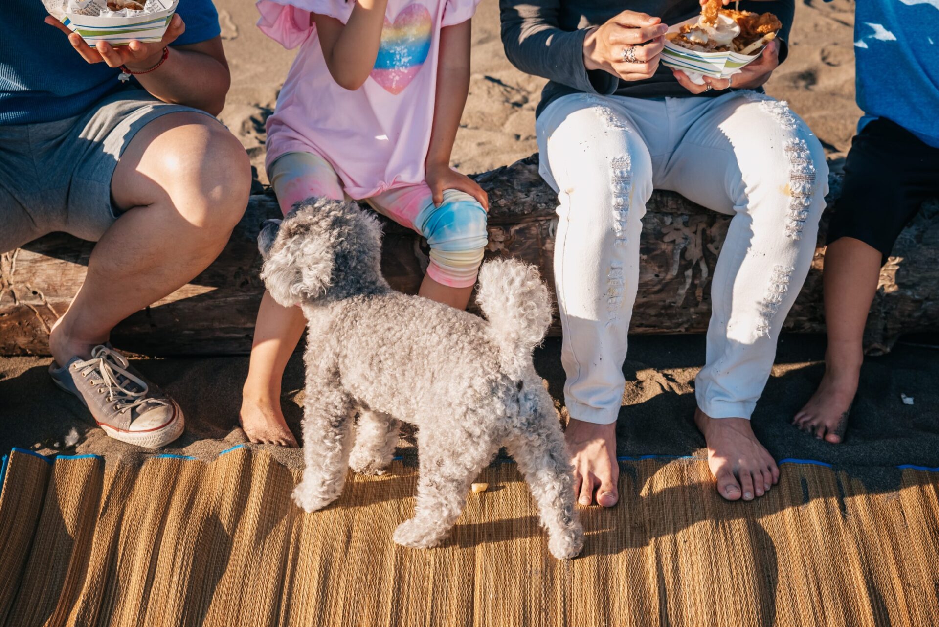 chế độ ăn cho chó poodle