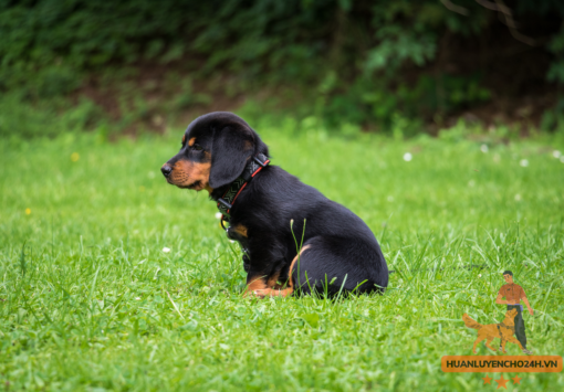 Giá chó doberman thuần chủngmuc/mua-ban-cho/