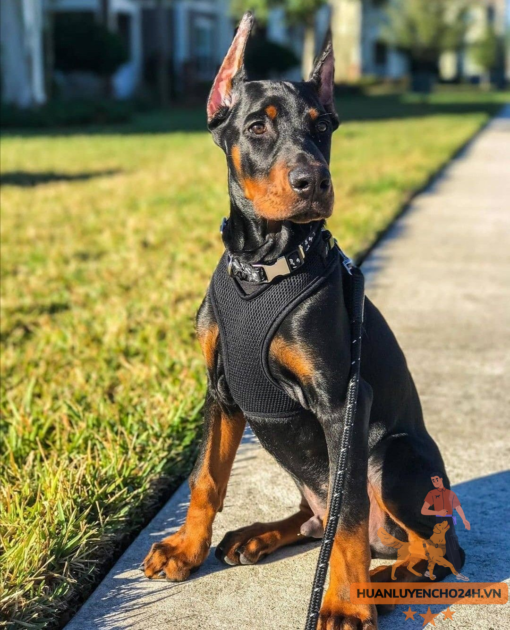 Giá chó doberman thuần chủng