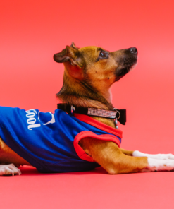 huấn luyện chó chihuahua