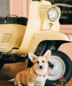 Giá Chó Corgi Thuần Chủng Qua Huấn Luyện