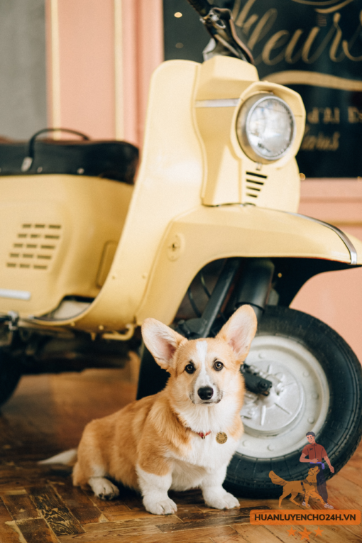 Giá Chó Corgi Thuần Chủng Qua Huấn Luyện