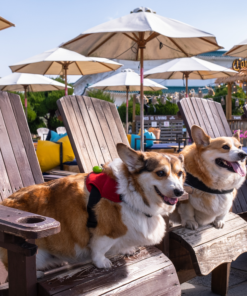 Giá Chó Corgi Thuần Chủng Qua Huấn Luyện