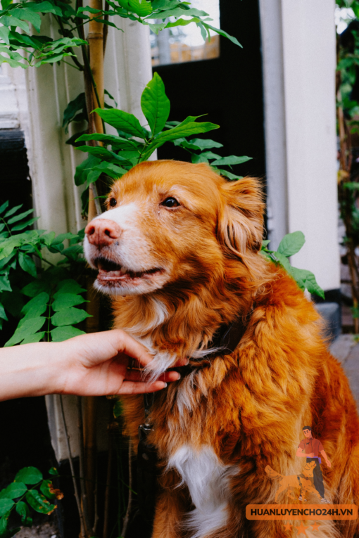 Giá Chó Golden Thuần Chủng Qua Huấn Luyện