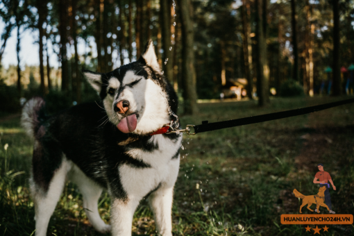 Giá Chó Husky Thuần Chủng Qua Huấn Luyện