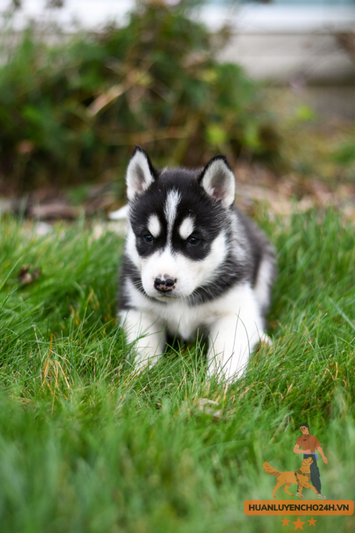 Giá Chó Husky Thuần Chủng Qua Huấn Luyện