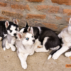 Giá Chó Husky Thuần Chủng Qua Huấn Luyện