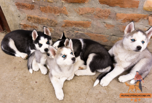 Giá Chó Husky Thuần Chủng Qua Huấn Luyện