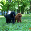 Phối giống chó poodle thuần chủng