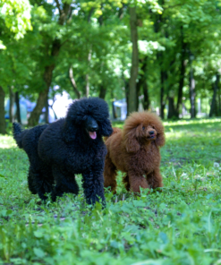 Phối giống chó poodle thuần chủng